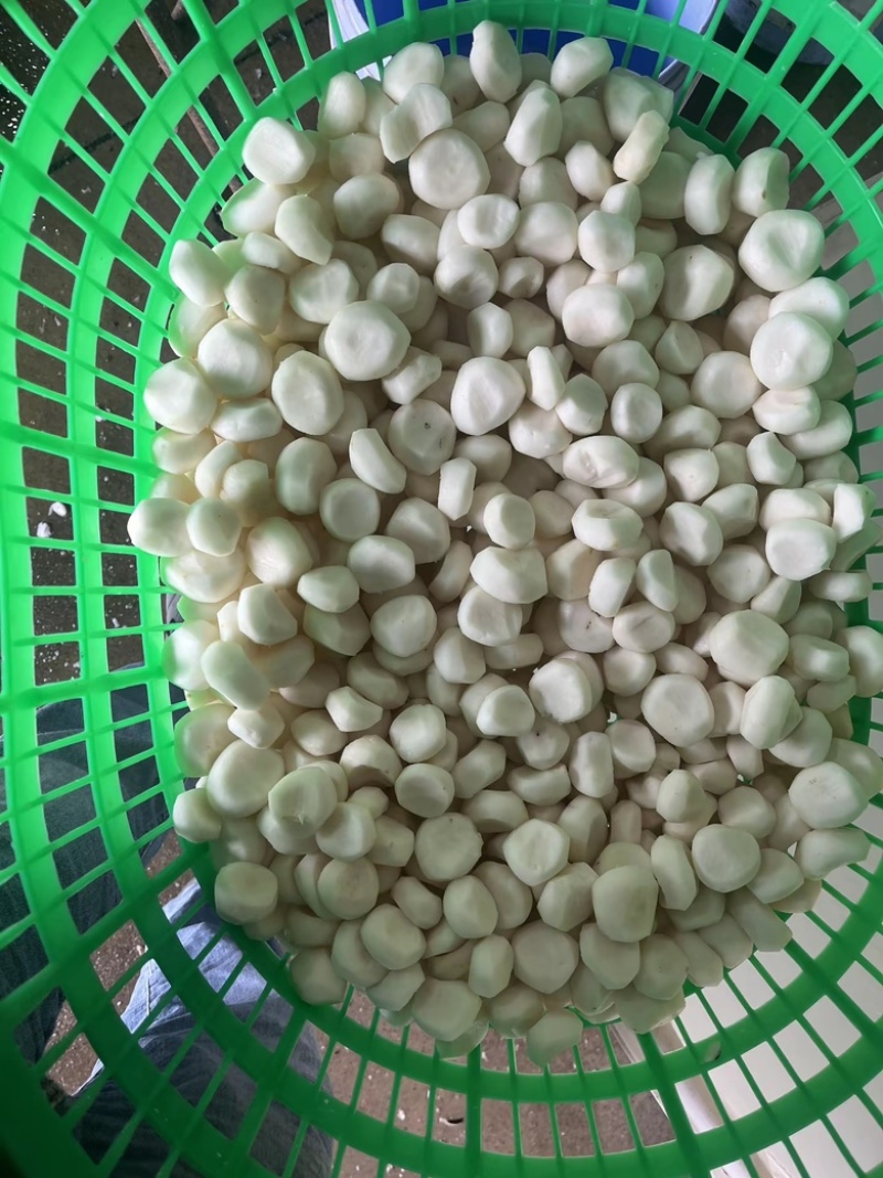 水果马蹄