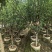三月桃3-8公分出售基地直销