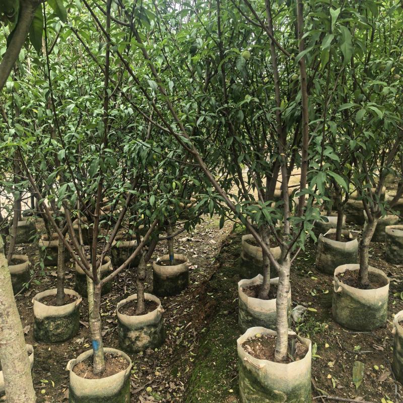 三月桃3-8公分出售基地直销