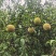 三月桃3-8公分出售基地直销