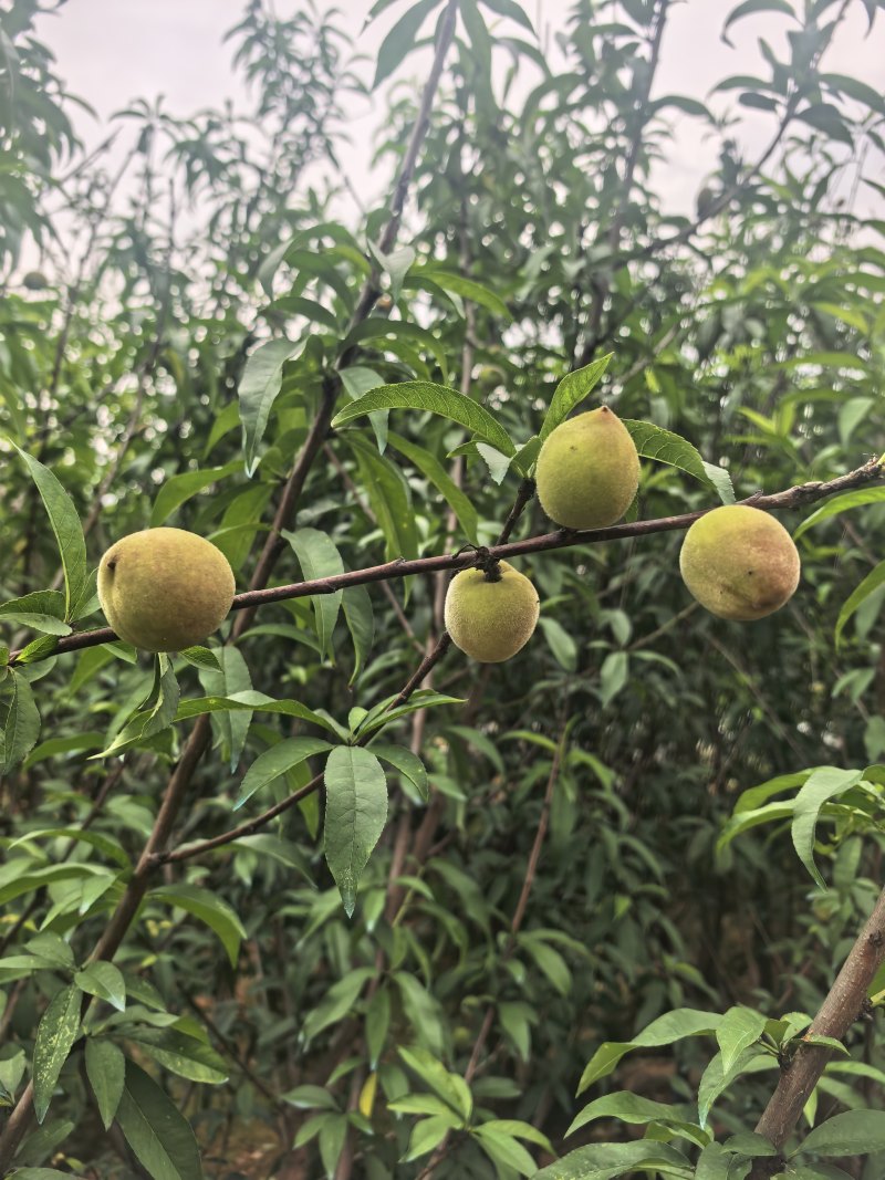 三月桃3-8公分出售基地直销