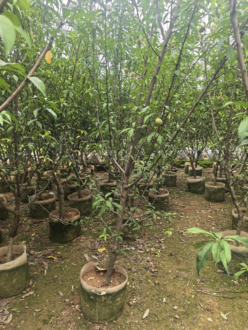 三月桃3-8公分出售基地直销
