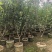 三月桃3-8公分出售基地直销
