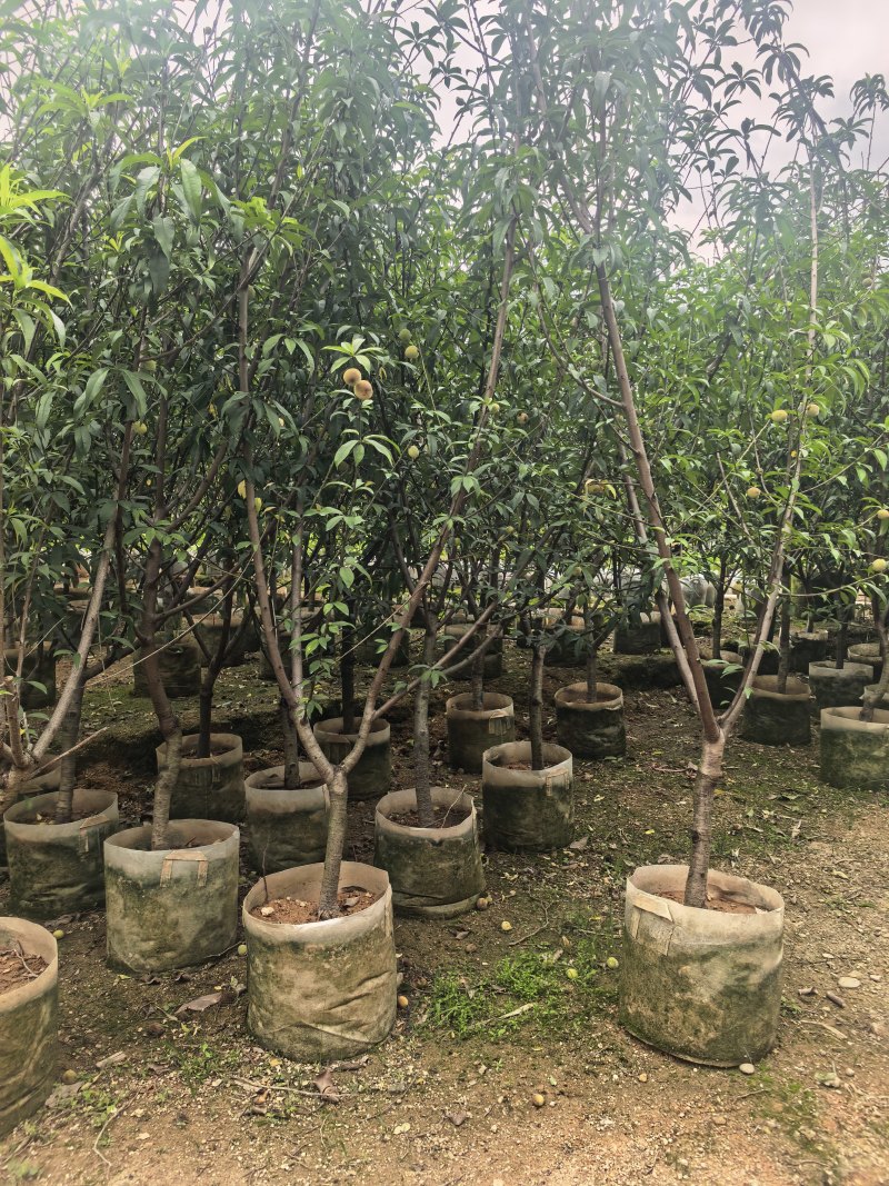 三月桃3-8公分出售基地直销