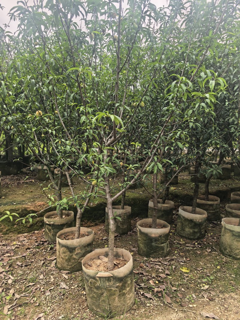 三月桃3-8公分出售基地直销