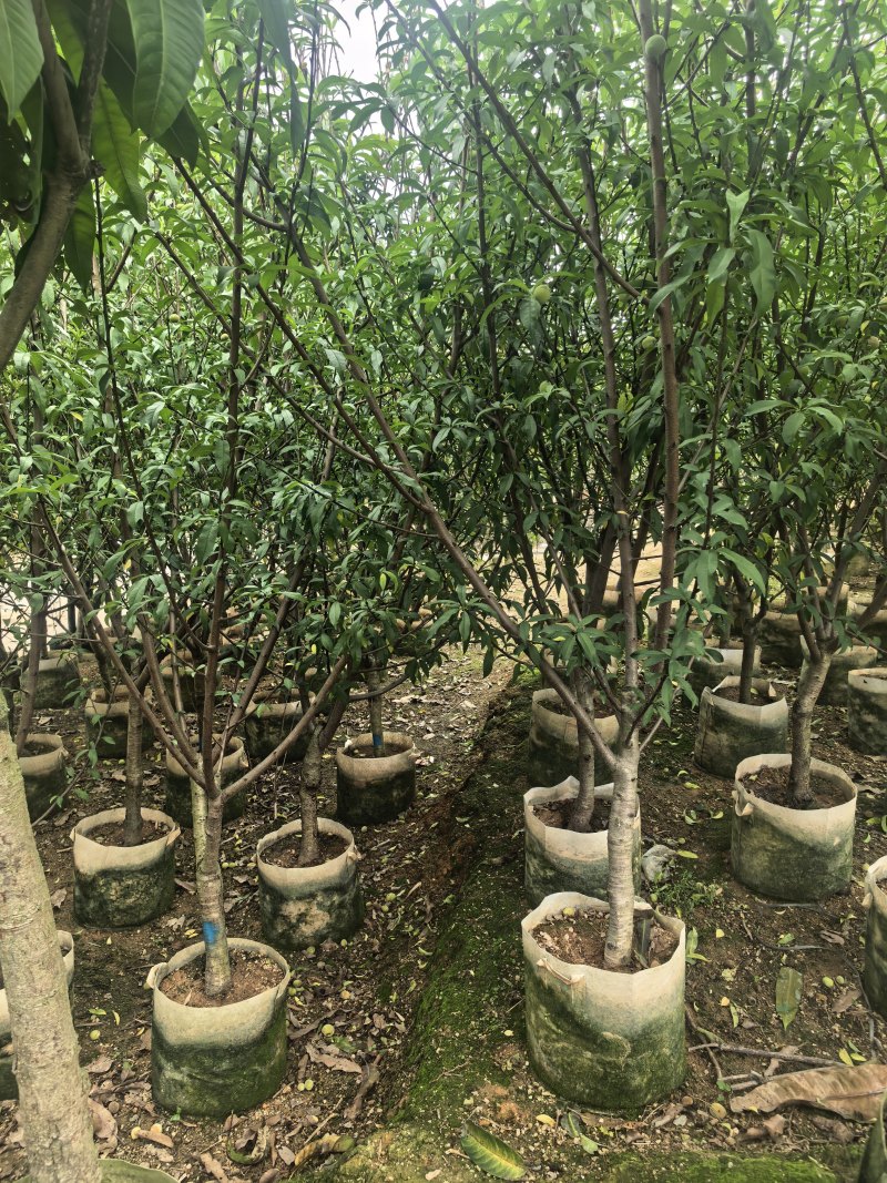 三月桃3-8公分出售基地直销