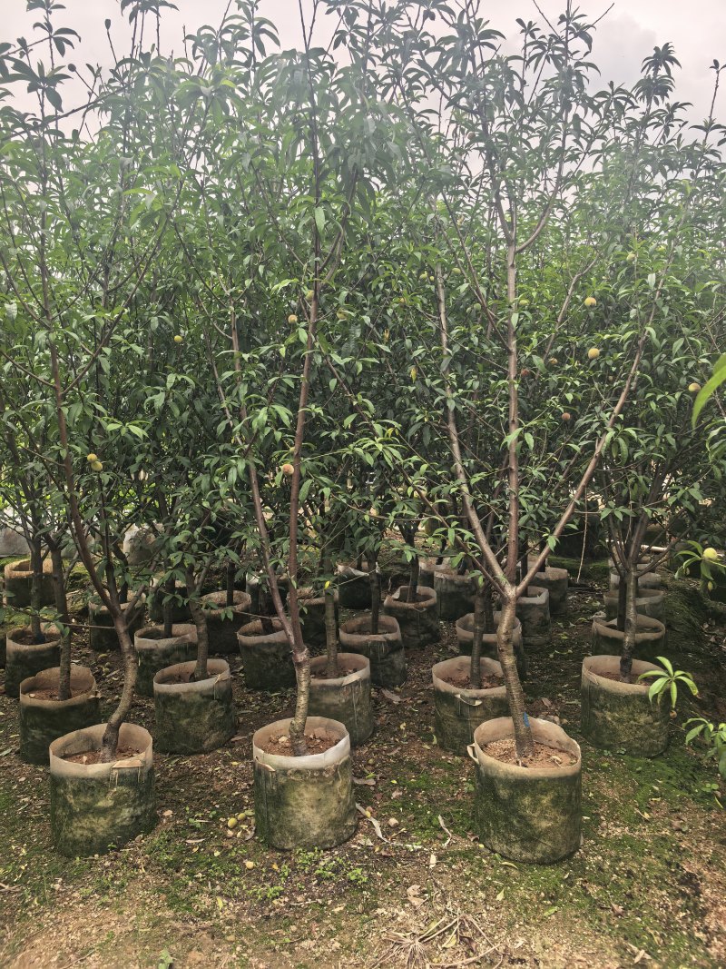 三月桃3-8公分出售基地直销