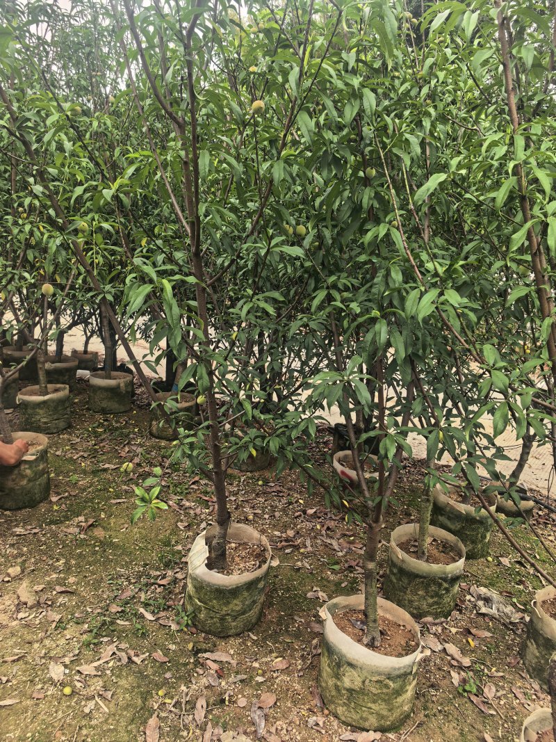 三月桃3-8公分出售基地直销