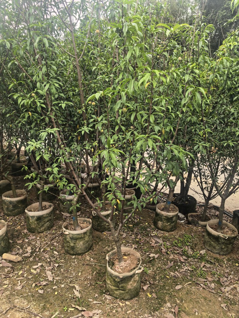 三月桃3-8公分出售基地直销