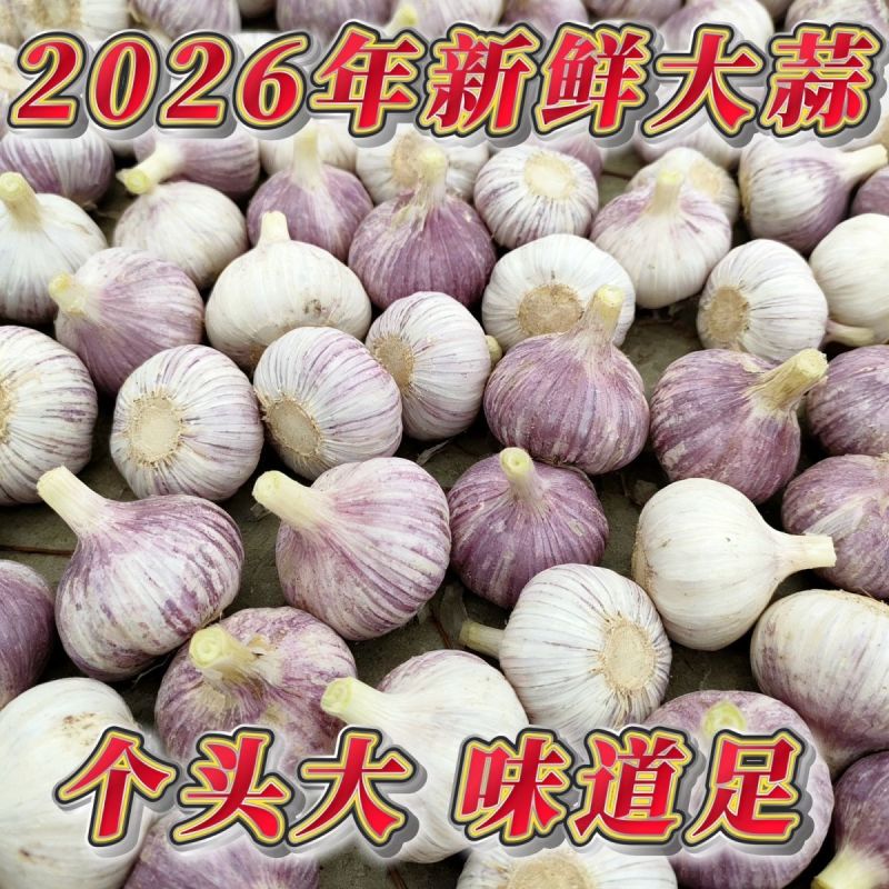 金乡大蒜常年供应产地现货现发对接电商一件代发整车线下批发