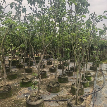 青梨5-6公分出售自家果苗基地