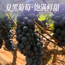 云南夏黑葡萄无籽供市场电商商超，实地看货