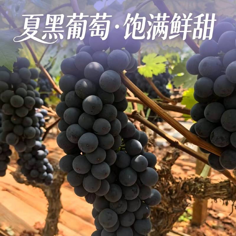云南夏黑葡萄无籽供市场电商商超，实地看货