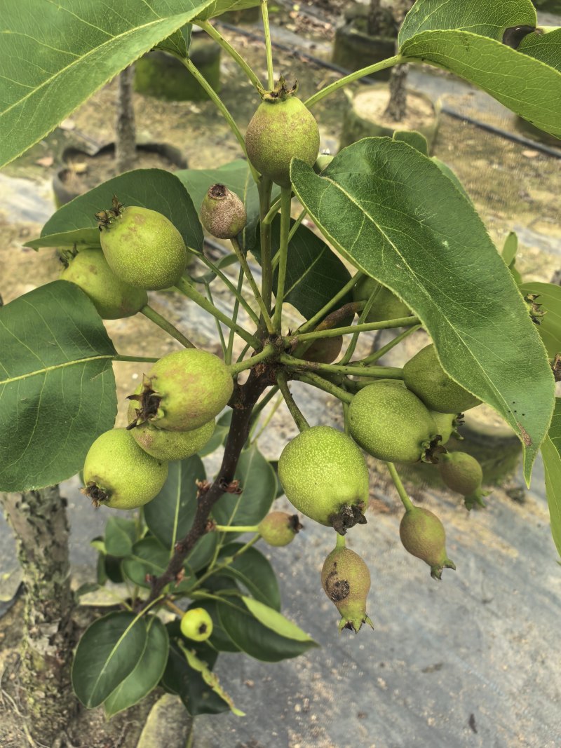 青梨5-6公分出售自家果苗基地