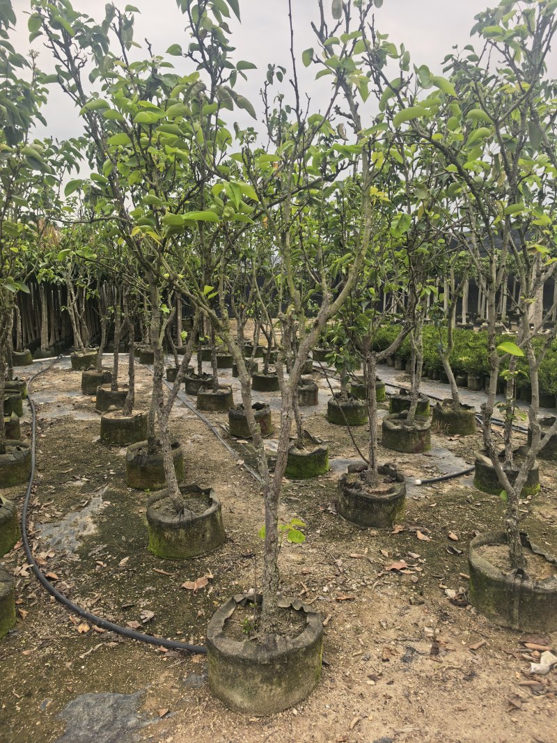 青梨5-6公分出售自家果苗基地