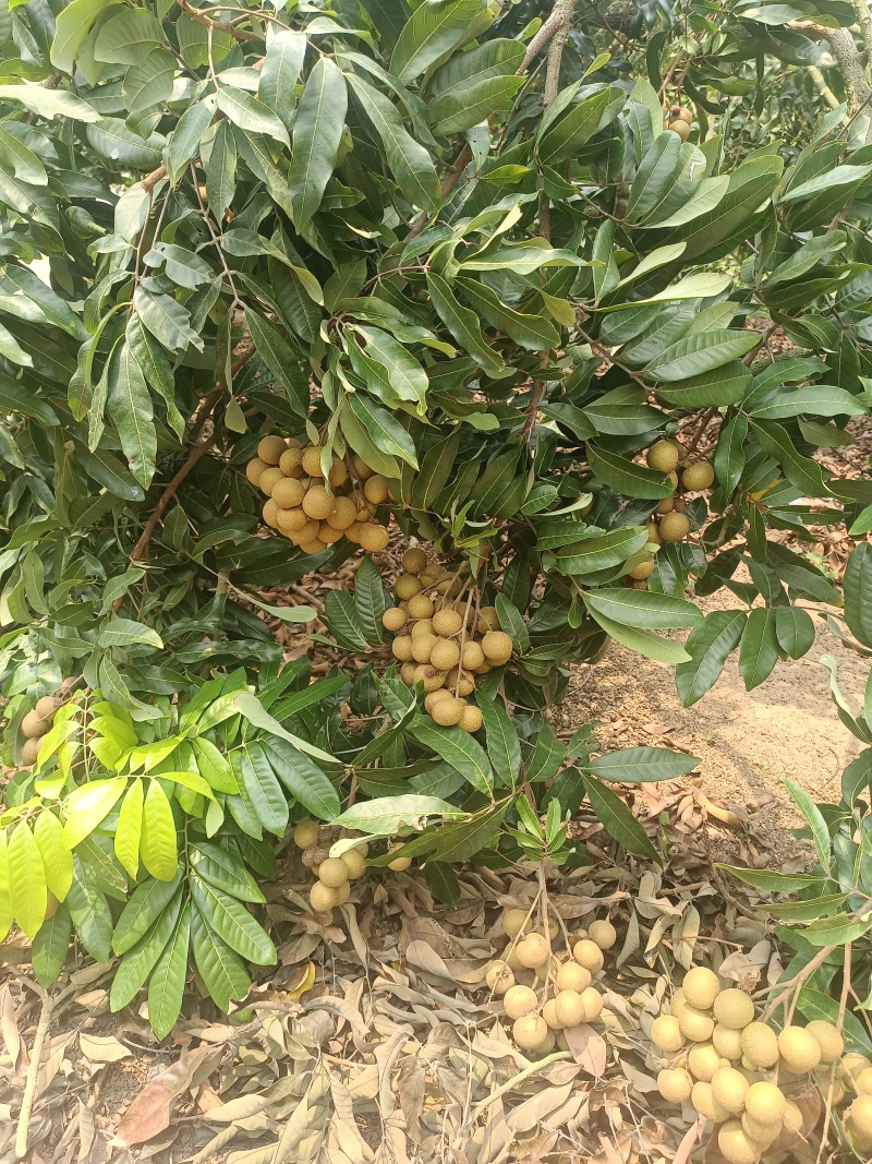 广东龙眼储良龙眼基地一手货源量大从优供全国商超