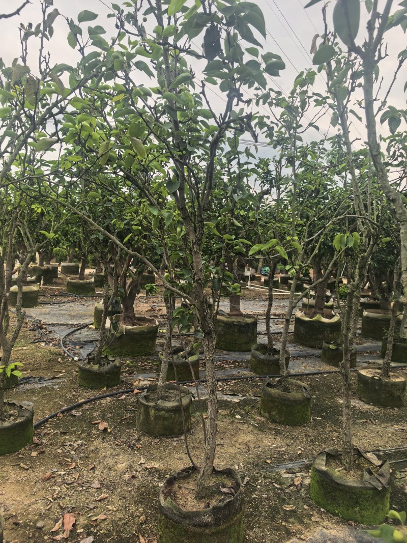 青梨5-6公分出售自家果苗基地