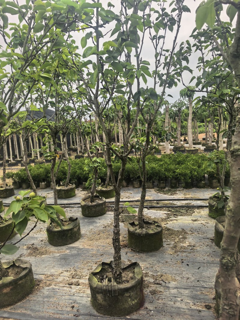 青梨5-6公分出售自家果苗基地