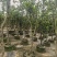 青梨5-6公分出售自家果苗基地