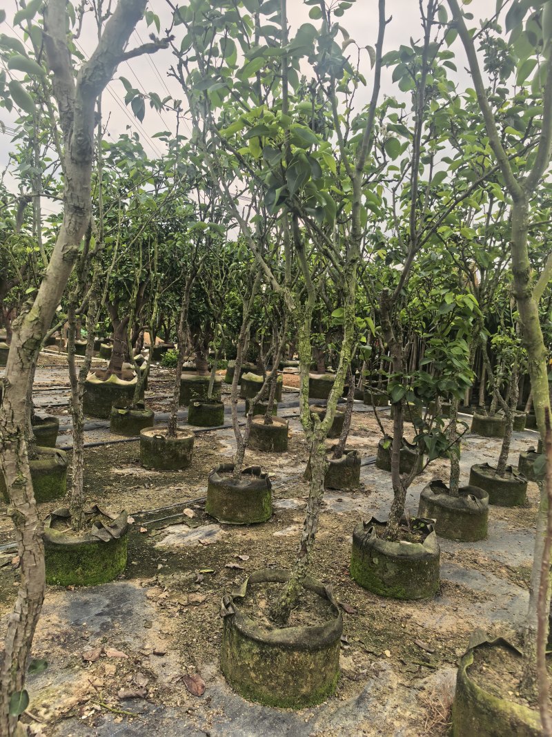 青梨5-6公分出售自家果苗基地