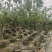青梨5-6公分出售自家果苗基地