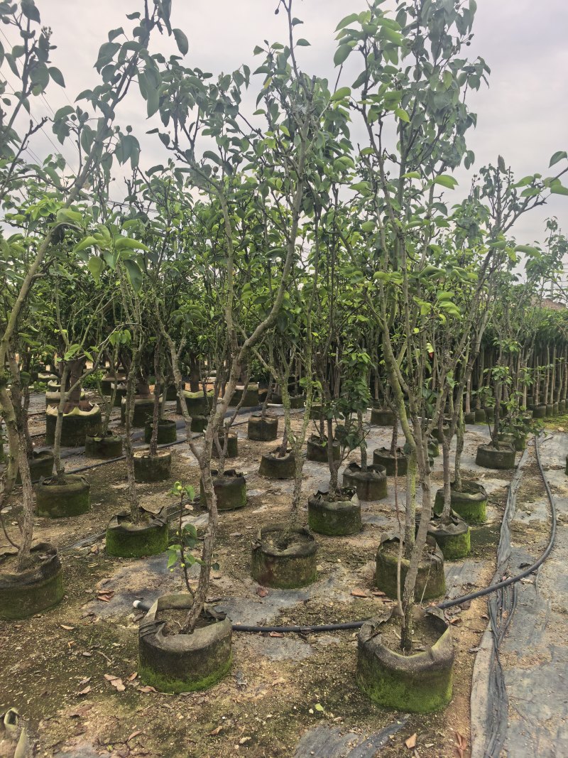 青梨5-6公分出售自家果苗基地