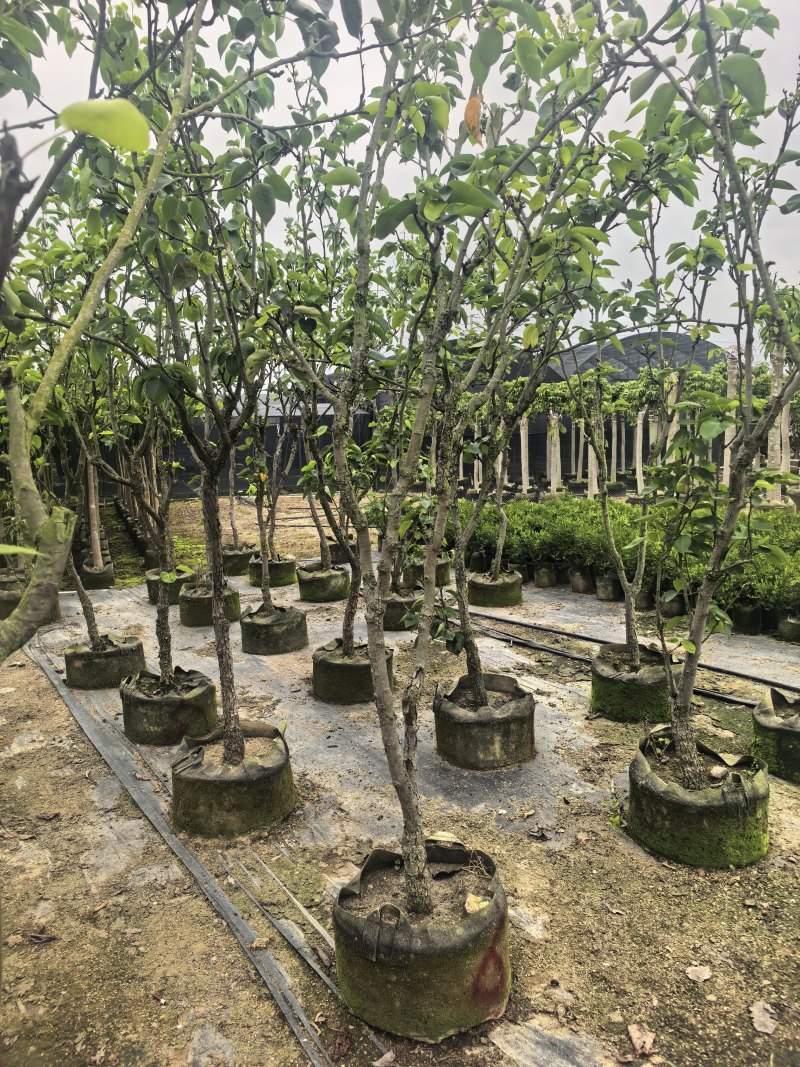 青梨5-6公分出售自家果苗基地