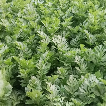 质量没问题