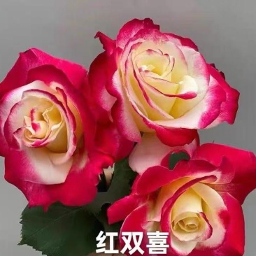 月季小杯苗，批发零售，品种颜色多