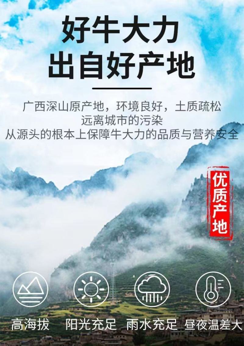 正宗广西野生牛大力薯干货滋补煲汤牛古大力新鲜金钟根中药材