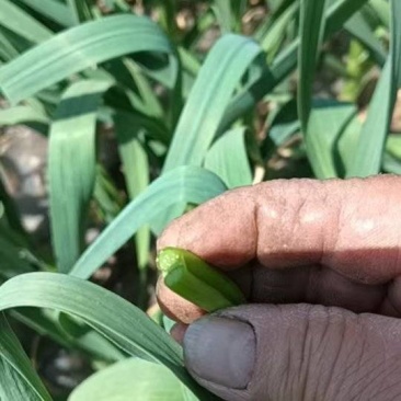 红帽蒜苔江苏徐州邳州酸大蒜基地欢迎各位老板来看货拿货