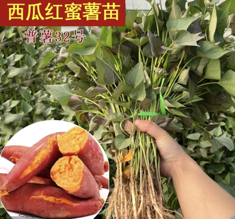 河南优质脱毒原种商薯19红薯苗，一手货源，产地直供