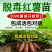 河南优质脱毒原种商薯19红薯苗，一手货源，产地直供