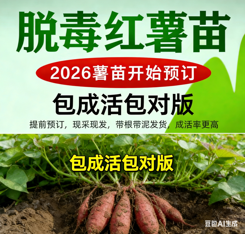 河南优质脱毒原种商薯19红薯苗，一手货源，产地直供