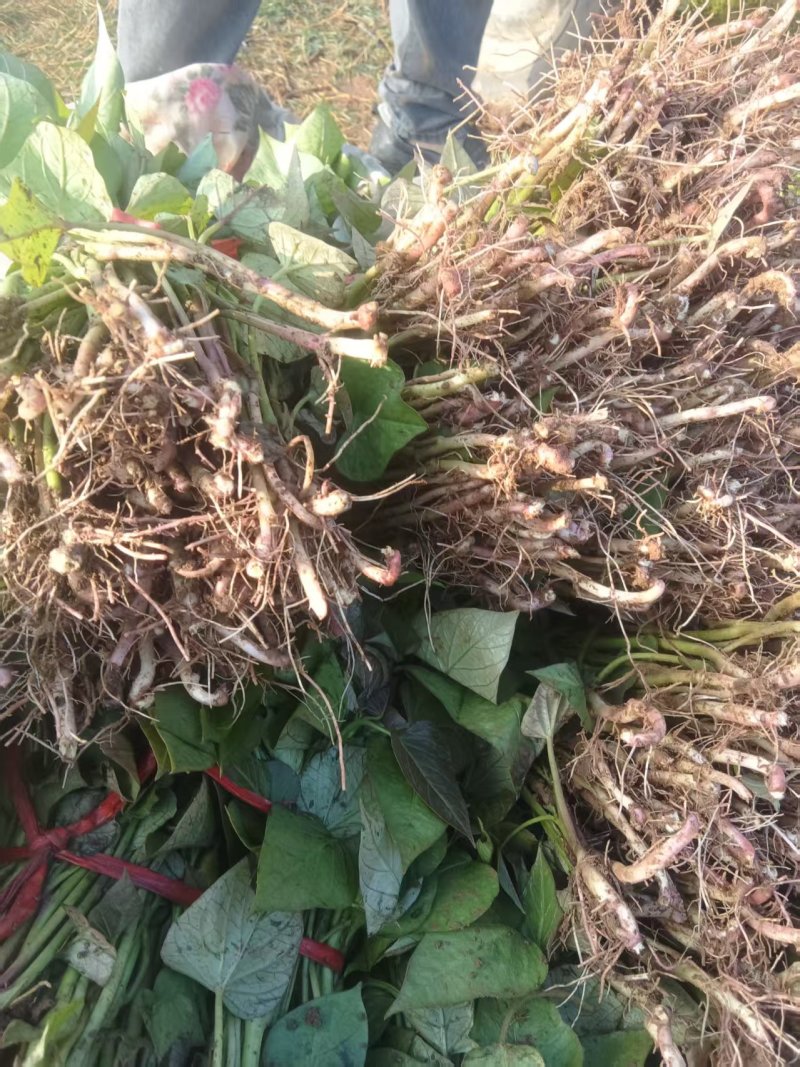 优质脱毒商薯19脱毒红薯苗亩产九千，产地直发，一手货源