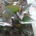 西瓜红红薯优质脱毒脱毒亩产九千，产地直发，一手货源