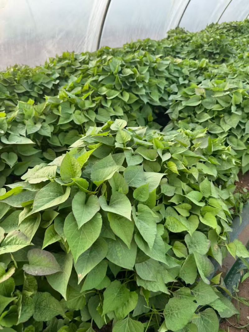 蜜薯苗红薯苗，脱毒红薯苗，产地直发，质量保证，欢迎咨询