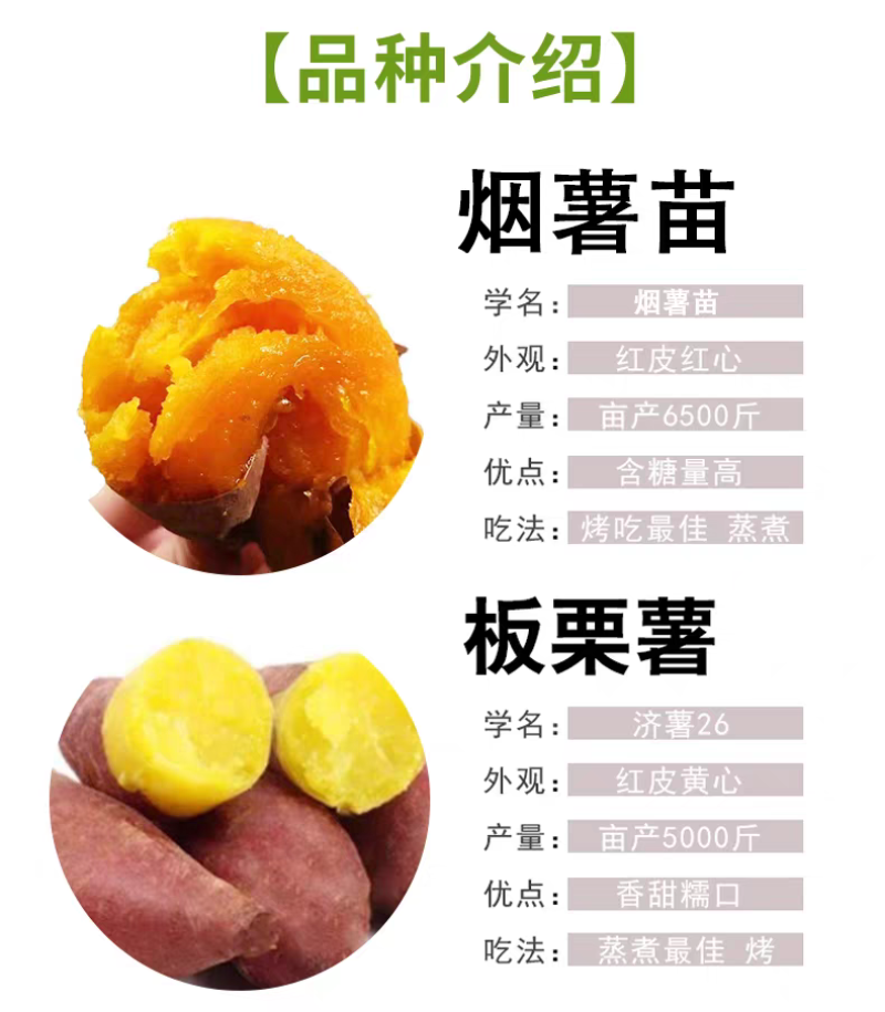 蜜薯苗红薯苗，脱毒红薯苗，产地直发，质量保证，欢迎咨询