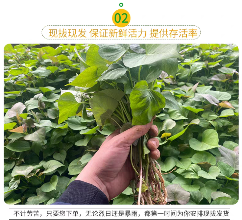 蜜薯苗红薯苗，脱毒红薯苗，产地直发，质量保证，欢迎咨询