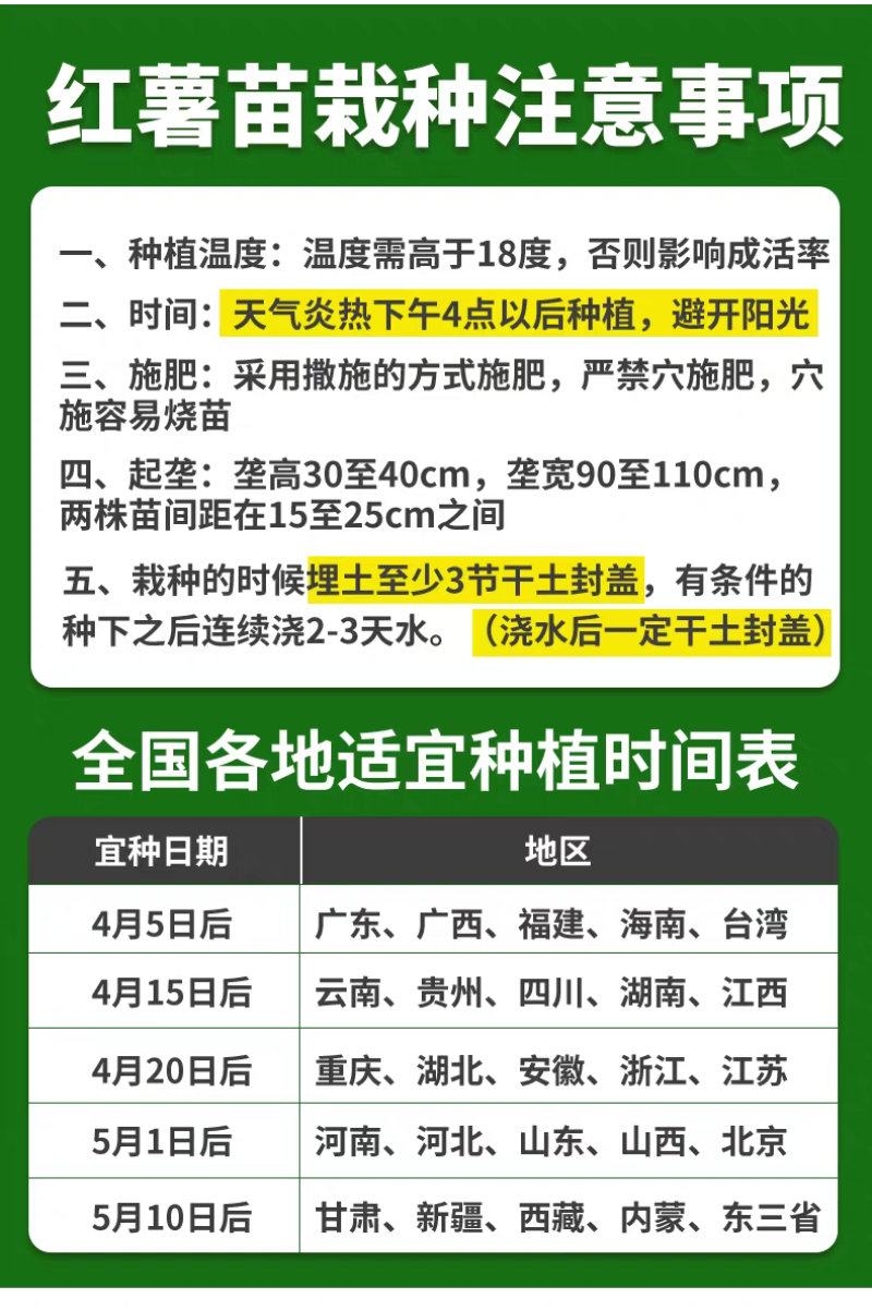 河南蜜薯苗红薯苗，产量高，质量保证，对接全国客户