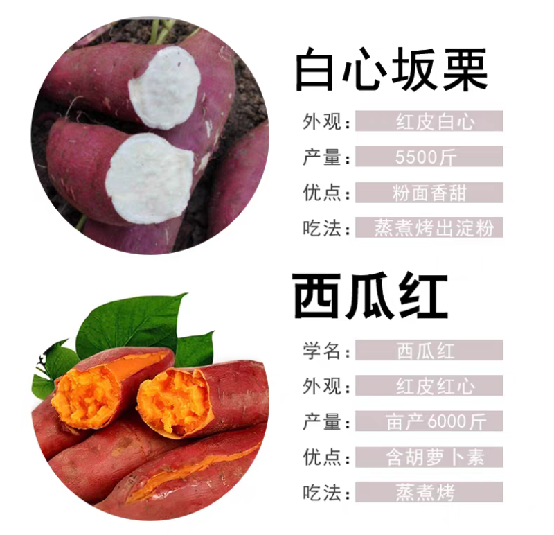河南蜜薯苗红薯苗，产量高，质量保证，对接全国客户