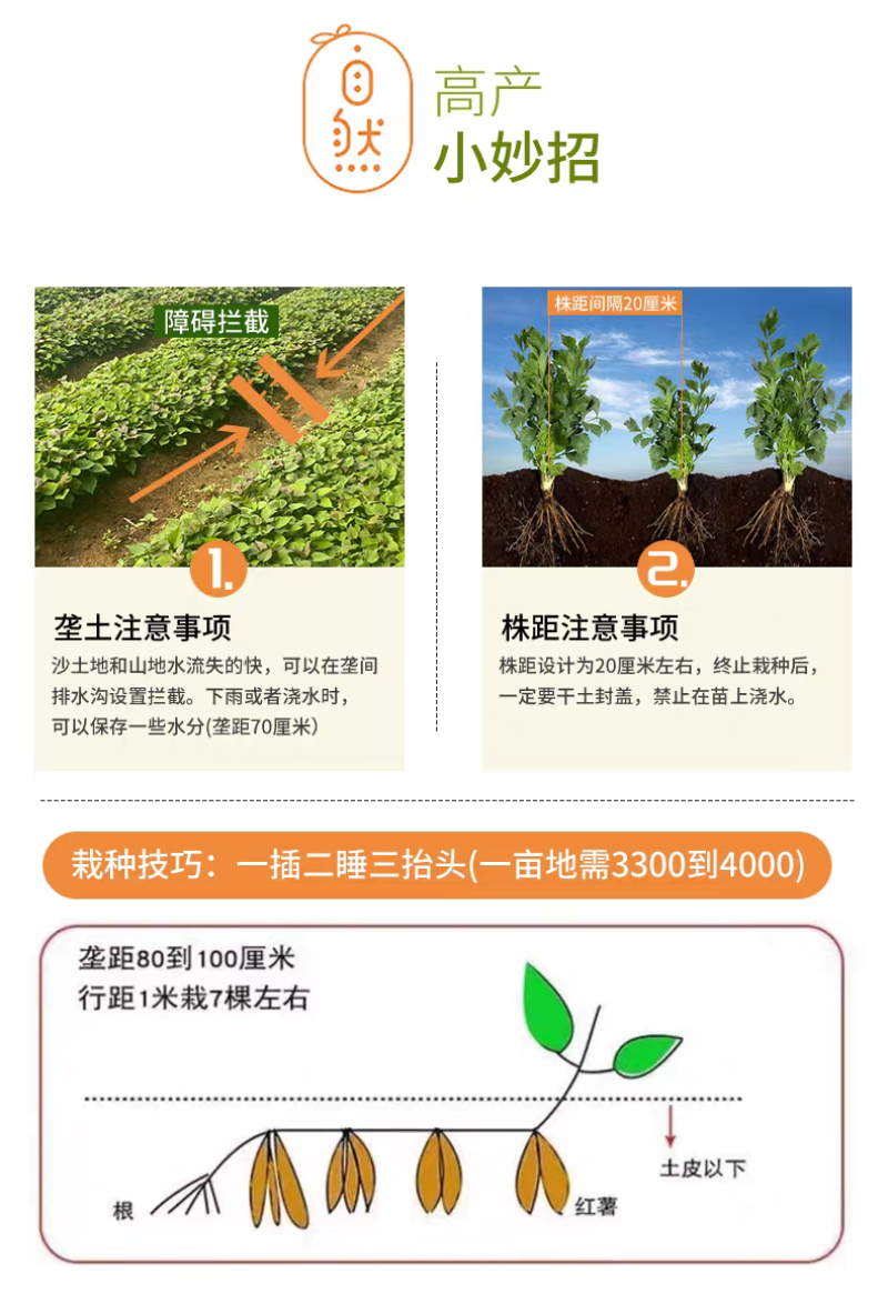河南蜜薯苗红薯苗，产量高，质量保证，对接全国客户