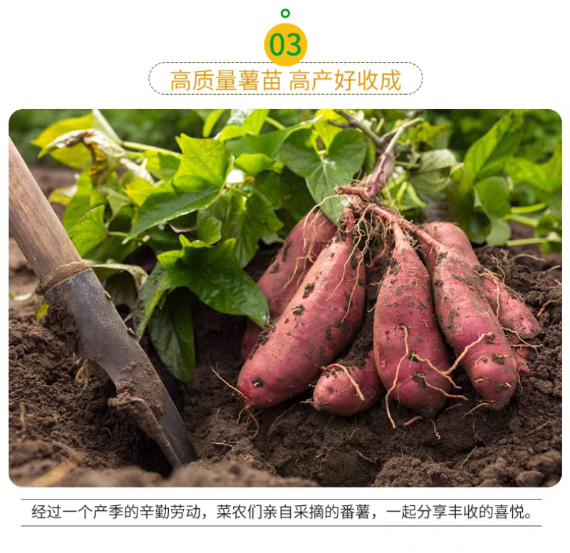 河南蜜薯苗红薯苗，产量高，质量保证，对接全国客户