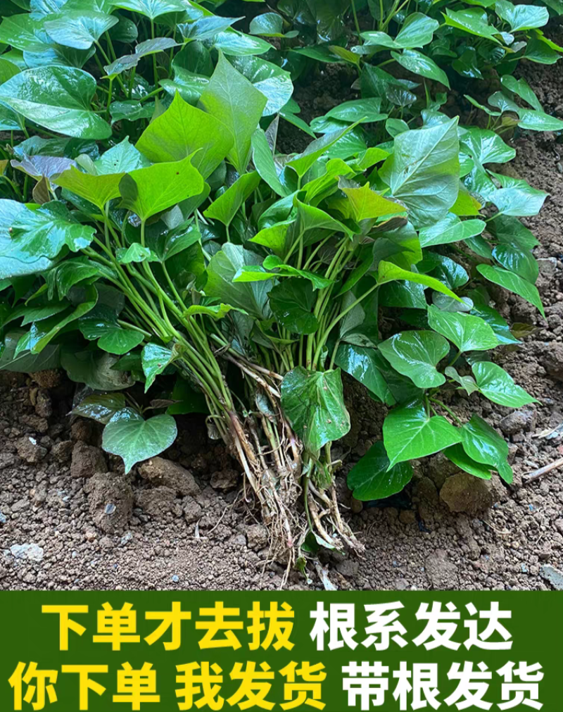 河南蜜薯苗红薯苗，产量高，质量保证，对接全国客户