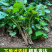 红薯苗蜜薯苗，脱毒红薯苗，专业种植，大量发货