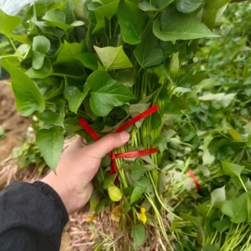 河南洛薯红薯苗，产地一手货源，大量发货，价格优惠