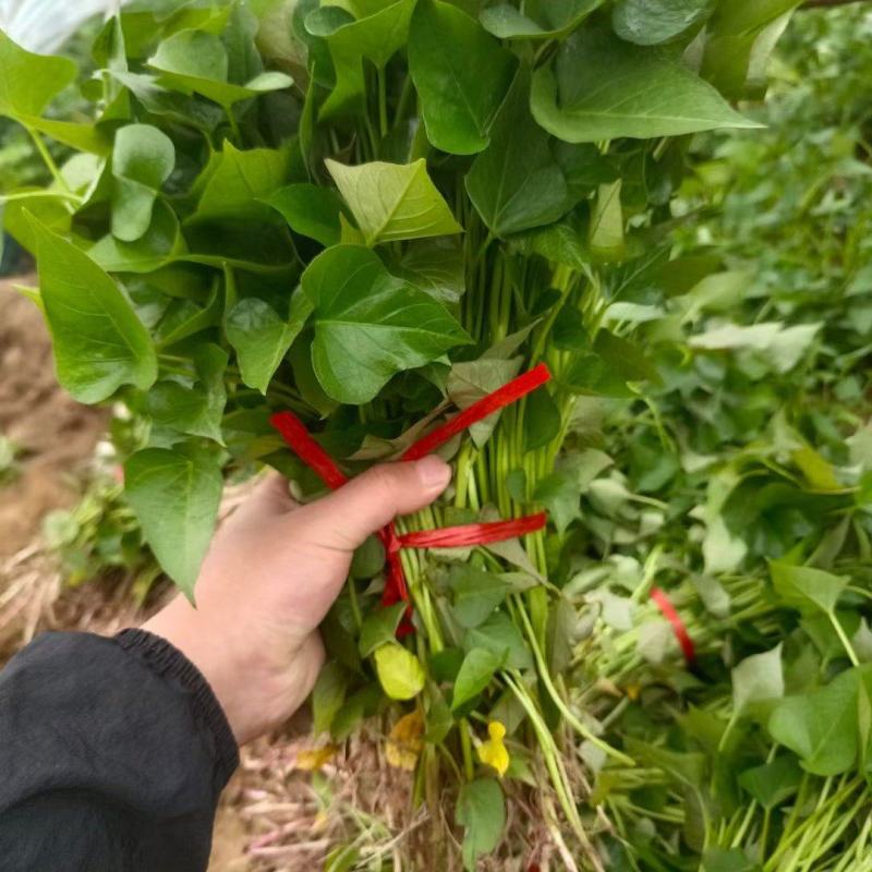 河南洛薯红薯苗，产地一手货源，大量发货，价格优惠