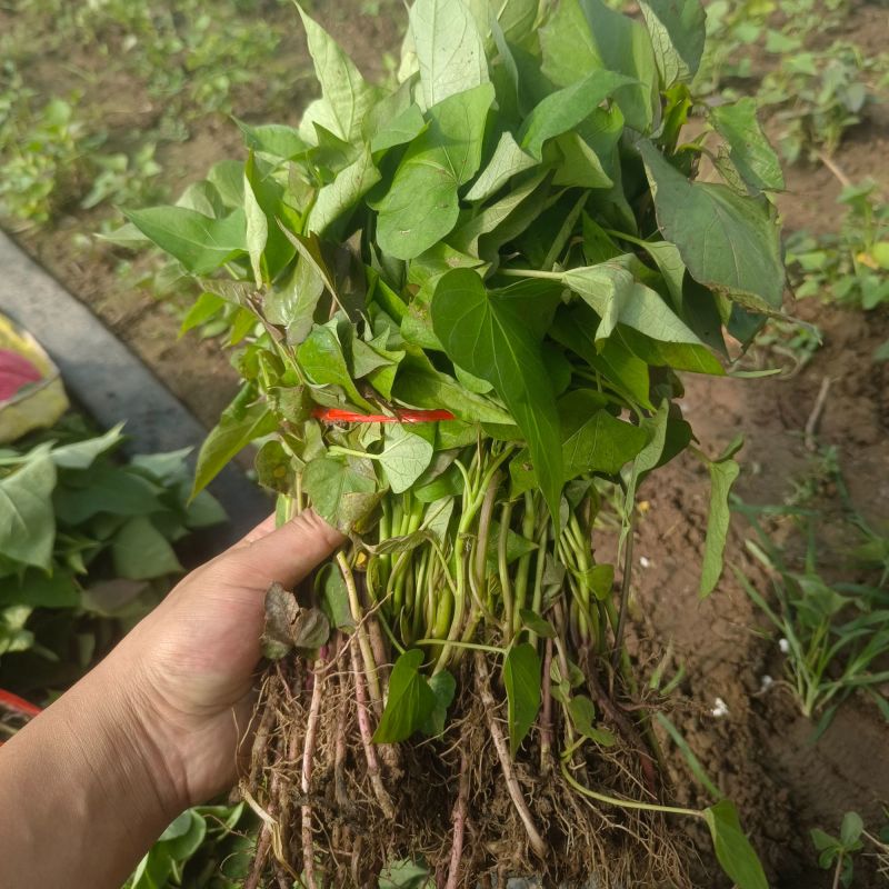 河南洛薯红薯苗，产地一手货源，大量发货，价格优惠