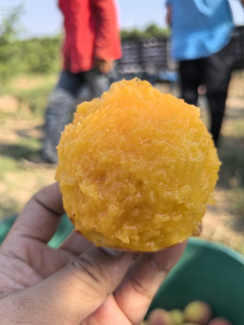 黄桃芒芒桃白肉水蜜桃产地代办供应社区团电商一件代发