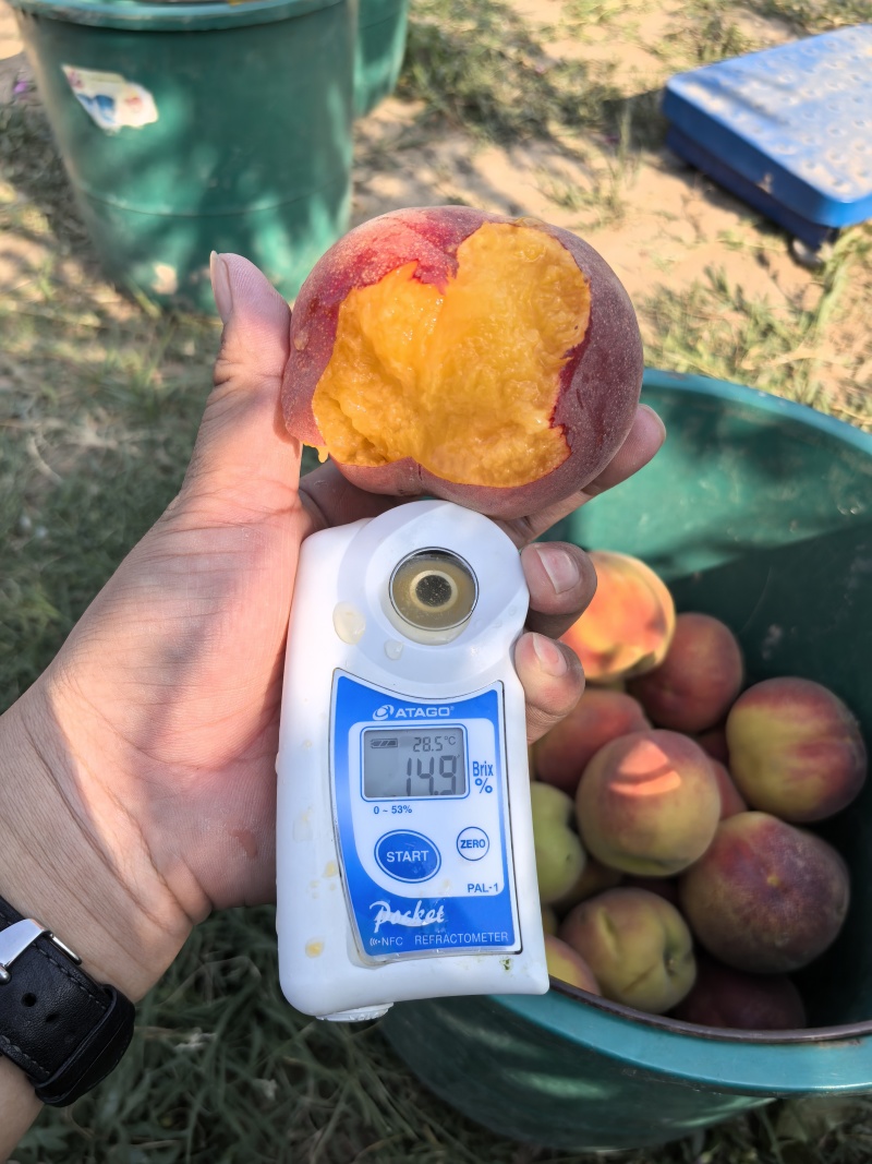 黄桃芒芒桃白肉水蜜桃产地代办供应社区团电商一件代发